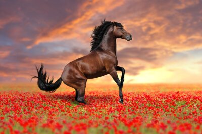 Obraz Gniady koń na polu czerwonych maków