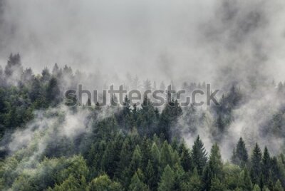 Obraz Góry we mgle i świerki