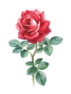 Obraz Graficzne przedstawienie czerwonej róży
