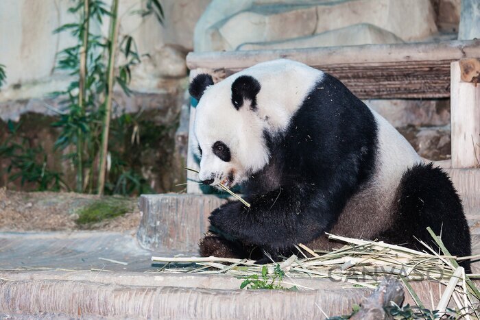 Obraz Jedząca panda