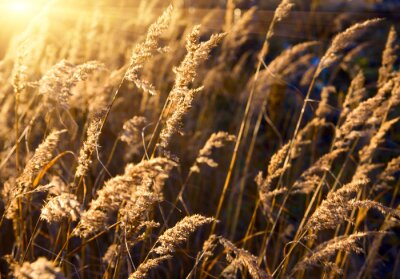 Jesienna natura słońce i suche trawy