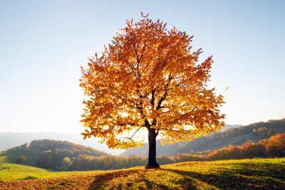 Obraz Jesienne drzewo na wzgórzu