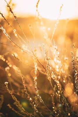 Obraz Jesienne kwiaty polne w promieniach słońca