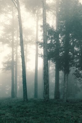 Obraz Jodła w mglistym lesie
