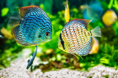 Obraz Kolorowe wzorzyste rybki
