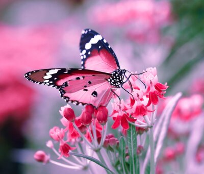 Obraz Kolorowy motyl i kwiaty