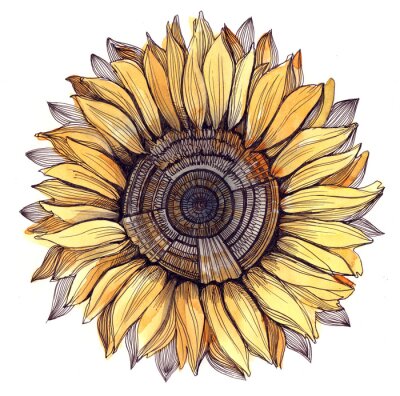 Obraz Kolorowy szkic ze słonecznikiem