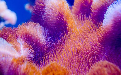 Obraz Koralowiec w ciemnoniebieskim morzu