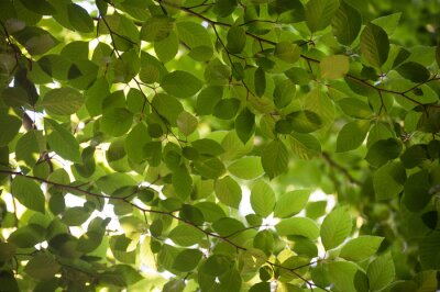 Obraz Korona drzewa liście