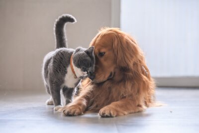 Obraz Kot brytyjski przytulający się do psa