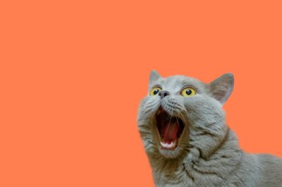 Obraz Kot brytyjski z otwartym pyszczkiem