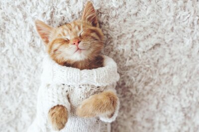 Obraz Kot domowy w sweterku