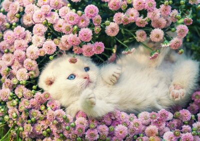 Obraz Kotek w kwiatkach