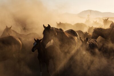 Obraz Krajobraz dzikich koni galopujących o zachodzie słońca
