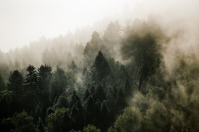 Obraz Krajobraz leśny wierzchołki drzew las we mgle panorama