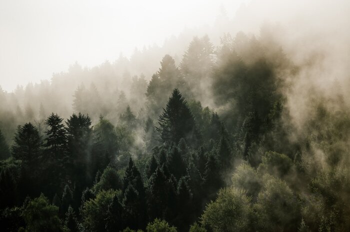 Obraz Krajobraz leśny wierzchołki drzew las we mgle panorama