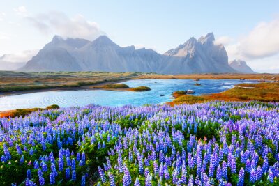 Obraz Krajobraz z kwitnącym polem kwiatów łubinu