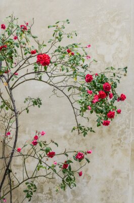 Obraz Krzew czerwonej róży