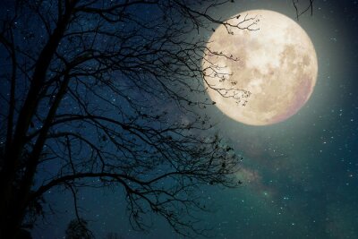 Obraz Księżyc przedzierający się przez gałęzie