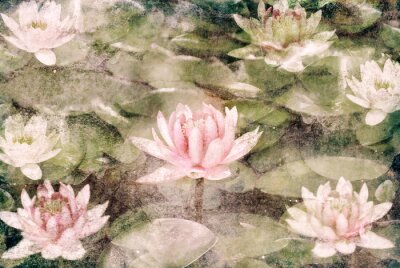 Obraz Kwiaty lotosu na wodzie teksturowane