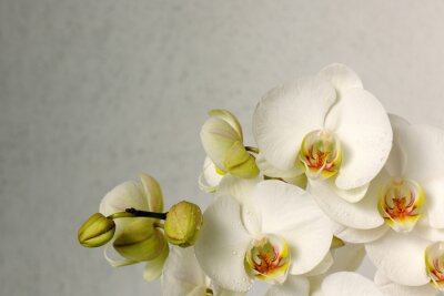 Obraz Kwitnąca orchidea w odcieniach bieli