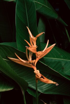Obraz Kwitnąca roślina tropikalna