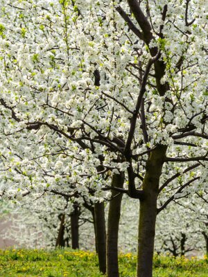 Obraz Kwitnące drzewa owocowe