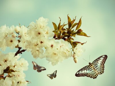 Obraz Kwitnące drzewo i motyl