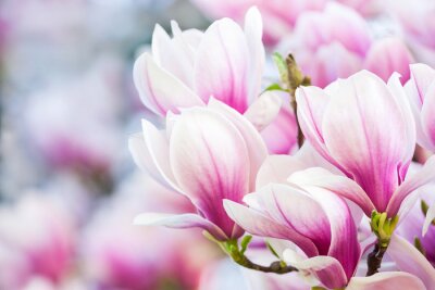 Obraz Kwitnące magnolie na rozmazanym tle