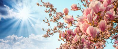 Obraz Kwitnące magnolie na tle chmur