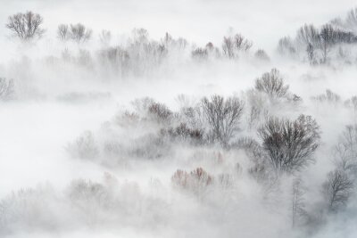 Obraz Las spowity mgłą