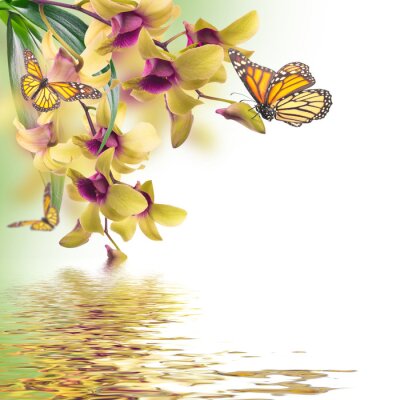 Obraz Latające motyle przy orchidei