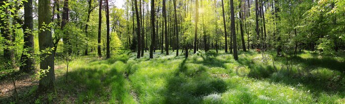 Obraz Leśna panorama z drzewami