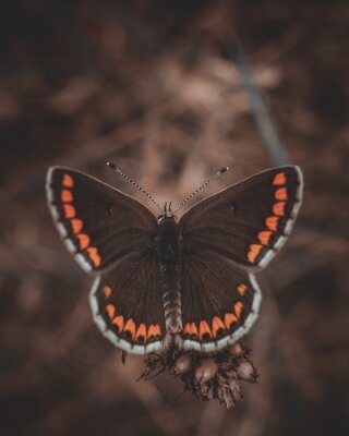 Obraz Leśny motyl