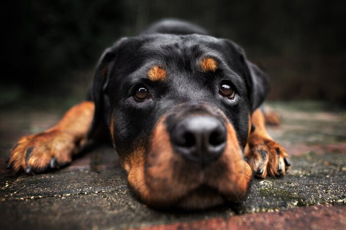 Obraz Leżący rottweiler