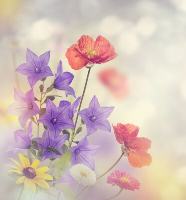 Obraz Maki i fioletowe kwiaty na łące