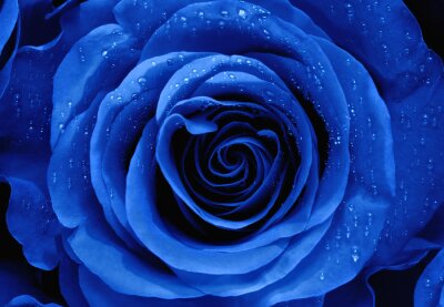 Obraz Makro niebieskiej róży
