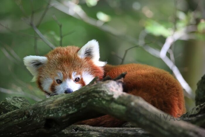 Obraz Mała czerwona panda