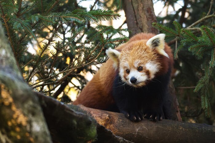 Obraz Mała czerwona panda na drzewie