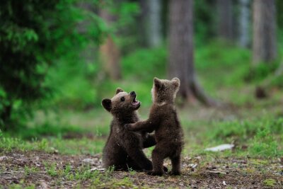 Obraz Małe niedźwiadki bawiące się