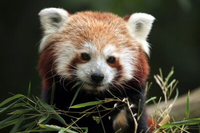 Obraz Malutka panda czerwona