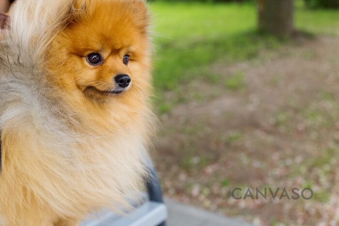 Obraz Mały piesek pomeranian