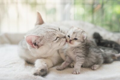 Obraz Mama i mały kotek