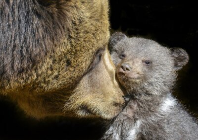 Obraz Mama niedźwiedź i młode