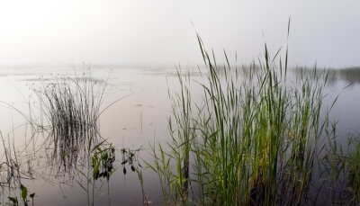 Obraz Mgła nad jeziorem z sitowiem