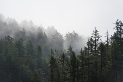 Obraz Mgła nad leśnym krajobrazem
