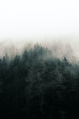 Obraz Mgła w ciemnym lesie