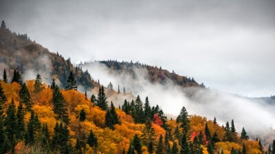 Obraz Mglisty krajobraz jesiennego parku w Kanadzie