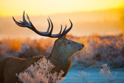 Obraz Mglisty krajobraz z jeleniem o poranku