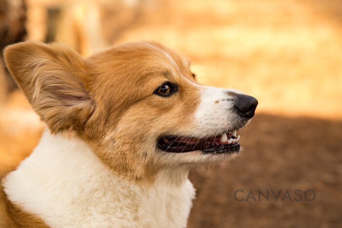 Obraz Młody pies Corgi